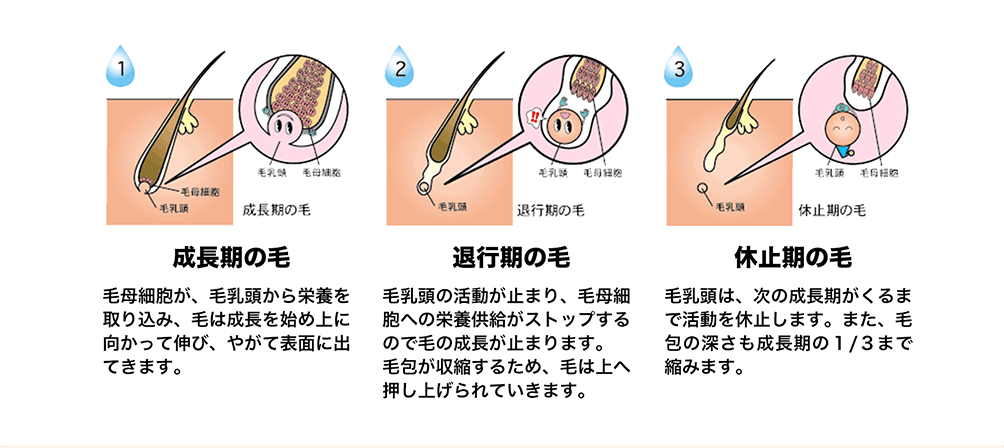 成長期の毛 退行期の毛 休止期の毛